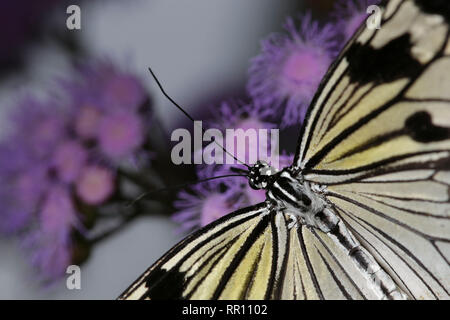 Idée / malabarica arbre Malabar à nymphe RHS Wisley, UK Banque D'Images