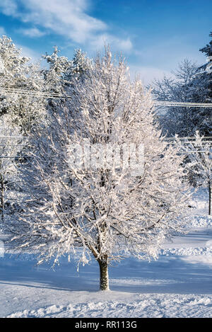 Une tempête d'hiver laissant derrière les arbres couverts de neige fraîche, les champs et les routes dans Biddeford Maine le ciel bleu ensoleillé jour. Banque D'Images