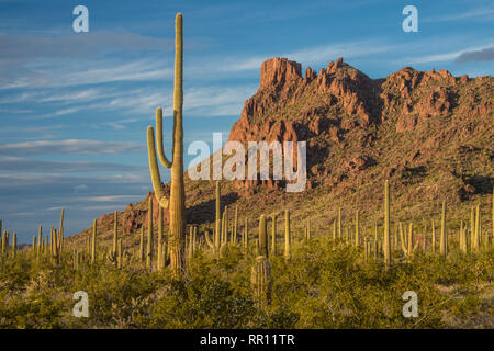Alamo Canyon scenic paysage à Organ Pipe Cactus National Monument, le centre de l'Arizona du sud Banque D'Images