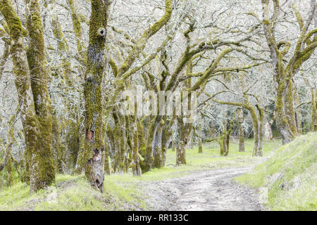 Forêt de chênes le long du sentier. Banque D'Images