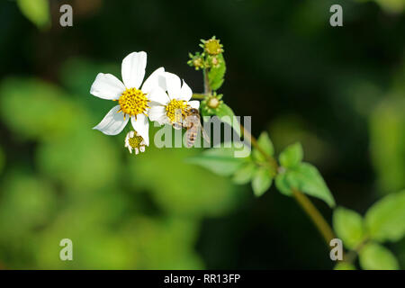 Abeille et fleurs Bidens pilosa Banque D'Images