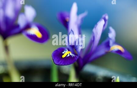 Iris reticulata 'harmonie' Banque D'Images