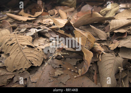 Malayan Horned Frog Banque D'Images