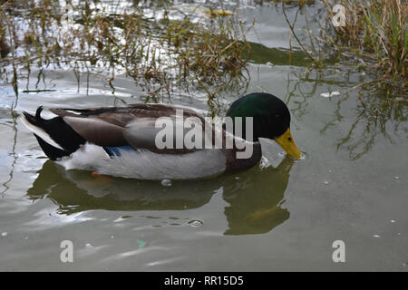 Marsh avec un canard de l'eau potable dans l'étang. Banque D'Images