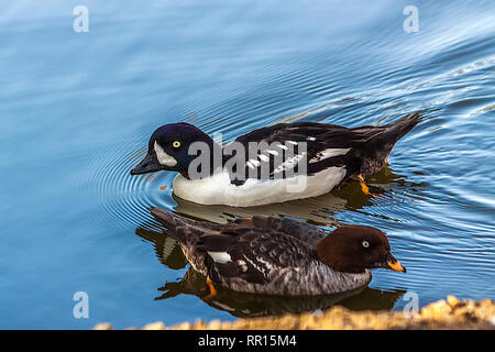 Les castrats, hommes et femmes, Goldeneye (Bucephala islandica), Glamorgan,UK Banque D'Images