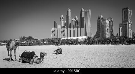 Les chameaux sur la célèbre plage de Jumeirah et de gratte-ciel dans le contexte, Dubaï, Émirats Arabes Unis Banque D'Images