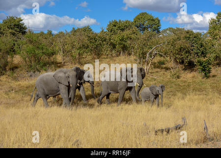 Zoologie, de Mammifères (Mammalia), elephant (Loxodonta africana), Savuti, Chobe National Park, Botswana,-Additional-Rights Clearance-Info-Not-Available Banque D'Images
