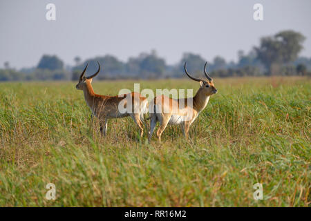 Zoologie, de Mammifères (Mammalia), rouge ou cobes lechwes (Kobus leche antilopes cobes lechwes leche), zone de concession, Gomoti Additional-Rights Clearance-Info,--Not-Available Banque D'Images