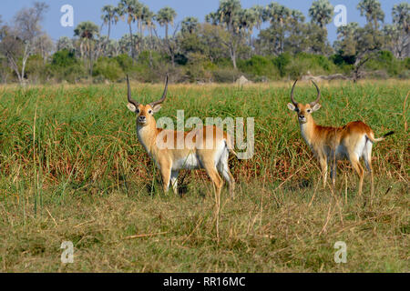 Zoologie, de Mammifères (Mammalia), rouge ou cobes lechwes (Kobus leche antilopes cobes lechwes leche), zone de concession, Gomoti Additional-Rights Clearance-Info,--Not-Available Banque D'Images