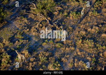 Zoologie, de Mammifères (Mammalia), Cape Girafe (Giraffa camelopardalis Giraffa), photographie aérienne, Gomoti-Clearance-Info Additional-Rights P,-Not-Available Banque D'Images