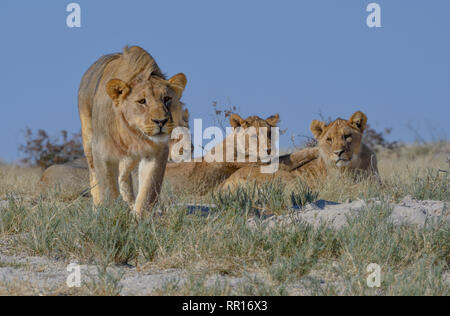 Zoologie, de Mammifères (Mammalia), lion (Panthera leo), Etosha National Park, Namibie,-Additional-Rights Clearance-Info-Not-Available Banque D'Images