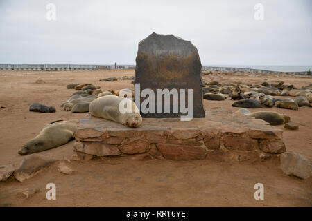 Zoologie, de Mammifères (Mammalia), ours de mer d'Afrique du Sud (Arctocephalus pusillus), Cape Cross, cape cross, Additional-Rights Clearance-Info-r,-Not-Available Banque D'Images