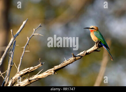 Zoologie, Oiseaux (Aves), l'oie rieuse Bee Eater (Merops bullockoides), Guêpier d'Europe, Bwabwata, Additional-Rights Clearance-Info-nat-Not-Available Banque D'Images