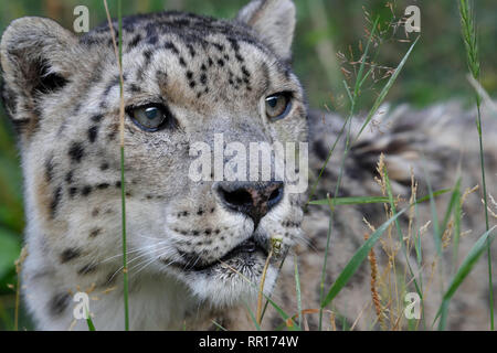 Zoologie, de Mammifères (Mammalia), Snow Leopard (Panthera uncia) dans l'enceinte extérieure 'Ilbirs' de la Nat, Additional-Rights Clearance-Info-Not-Available- Banque D'Images