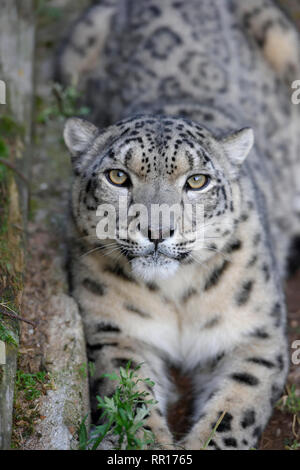 Zoologie, de Mammifères (Mammalia), Snow Leopard (Panthera uncia) dans l'enceinte extérieure 'Ilbirs' de la Nat, Additional-Rights Clearance-Info-Not-Available- Banque D'Images
