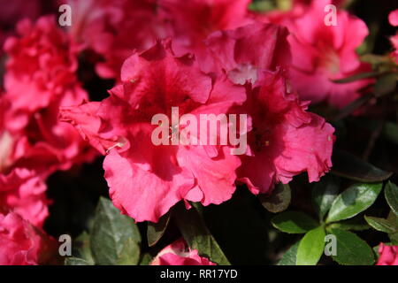 Belle orchidée à fleurs cultivées rose azalea phoenicia rhododendron plante poussant dans le jardin de fleurs. Banque D'Images