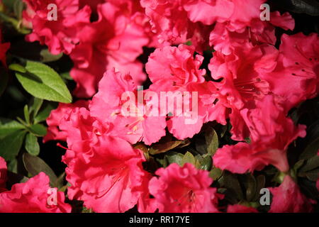 Belle orchidée à fleurs cultivées rose azalea phoenicia rhododendron plante poussant dans le jardin de fleurs. Banque D'Images