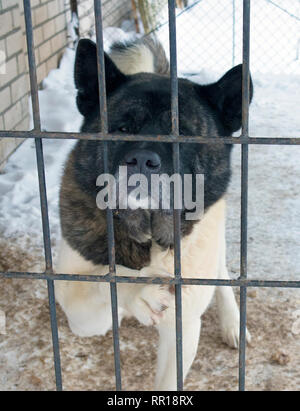 Adultes mignon chien Akita américain d'un séjour dans une grande cage à l'extérieur Banque D'Images