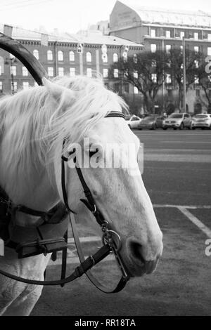 Funny cute White horse attelés à un chariot de marche attendent les touristes sur la ville street Banque D'Images