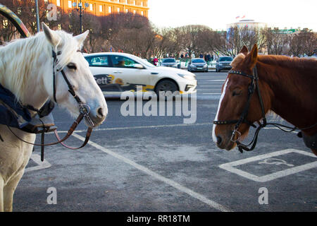 Mignon deux chevaux harnachés attendent des passagers pour promenade en ville en calèche Banque D'Images