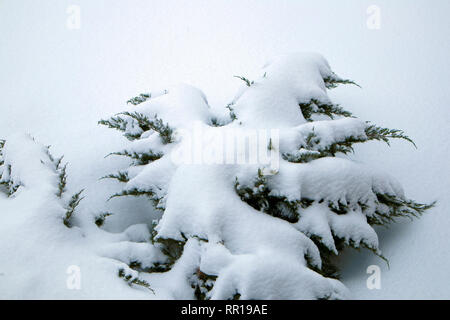 Jardin d'hiver, congelé thuja branches couvertes de neige de près. L'humeur d'hiver Banque D'Images