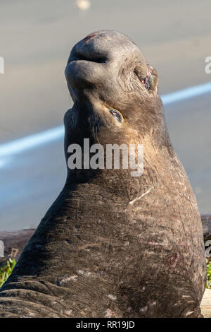 Homme léphant vocalise sur la plage dans la baie de Drake, partie du Point Reyes National Seashore en Californie. Les mâles se distinguent b Banque D'Images