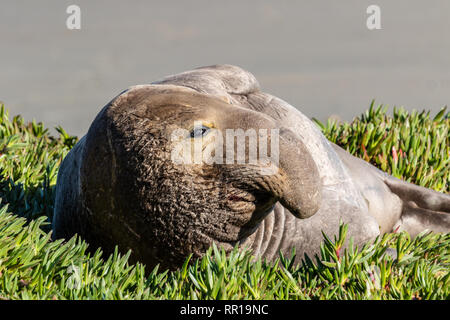 Éléphant Mâle seal se détendre sur la plage dans la baie de Drake, partie du Point Reyes National Seashore en Californie. Les mâles se distinguent par leur lar Banque D'Images