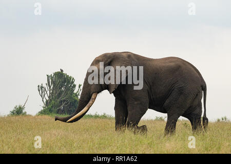 Un grand éléphant mâle avec de très grandes défenses qui traversent la savane dans le parc national de la Reine Elizabeth, en Ouganda Banque D'Images