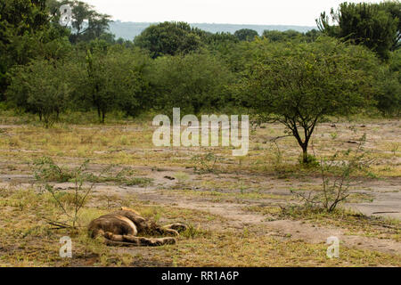 Un jeune lion masculin endormi sur le terrain dans le parc national de la Reine Elizabeth, en Ouganda Banque D'Images