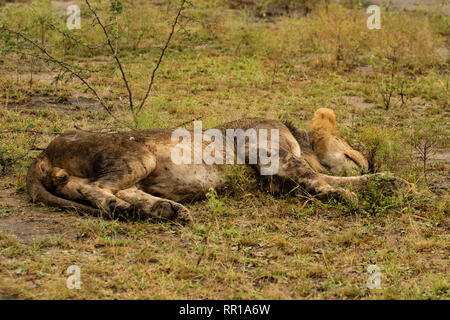 Un jeune lion masculin endormi sur le terrain dans le parc national de la Reine Elizabeth, en Ouganda Banque D'Images