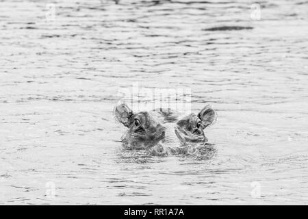 Un hippopotame immergé dans le canal de Kazinga avec juste sa tête visible Parc national de la Reine Elizabeth, Ouganda. En noir et blanc Banque D'Images