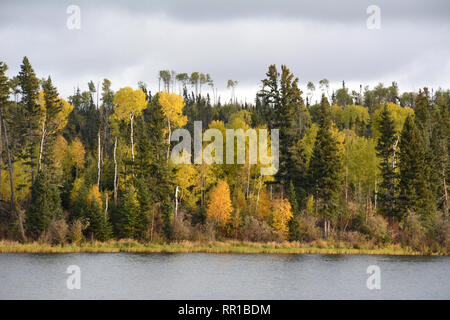 Les couleurs de l'automne de la forêt boréale sur les rives du lac Otter près du village de Missinipe dans le nord de la Saskatchewan, Canada. Banque D'Images