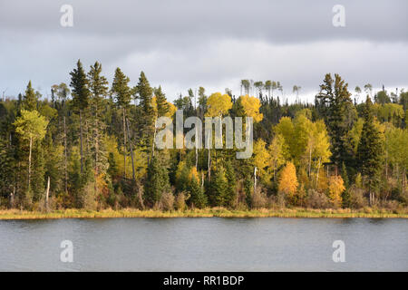 Les couleurs de l'automne de la forêt boréale sur les rives du lac Otter près du village de Missinipe dans le nord de la Saskatchewan, Canada. Banque D'Images