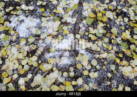 Automne feuilles mortes tremble sur le sol de la forêt couverte de neige fraîche dans le parc national de Prince Albert, le nord de la Saskatchewan, Canada. Banque D'Images