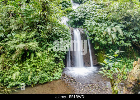 Zone de jungle à Banyumala Cascades Twin à Buleleng, Bali, Indonésie Banque D'Images