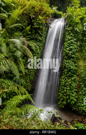 Zone de jungle à Banyumala Cascades Twin à Buleleng, Bali, Indonésie Banque D'Images