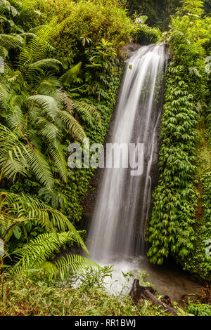 Zone de jungle à Banyumala Cascades Twin à Buleleng, Bali, Indonésie Banque D'Images