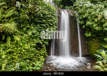 Zone de jungle à Banyumala Cascades Twin à Buleleng, Bali, Indonésie Banque D'Images