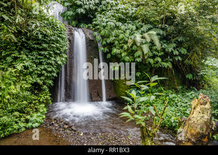 Zone de jungle à Banyumala Cascades Twin à Buleleng, Bali, Indonésie Banque D'Images