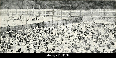 . La gazette de l'agriculture de la Nouvelle Galles du Sud. L'agriculture, de l'Agriculture -- Australie Nouvelle Galles du Sud. 3 février 1908.] Gazette agricole du N.S.W. 149 tenaiit.s, jusqu'à ce qu'un lialf dozuii-il y a des années, lorsque l'actuel propriétaire, M. J. McConib, acheté, et conduit ses pas trop nombreux stock à partir du son neighl tliis ouring)la ferme à l'un, puis s'est transformé en ce que les nombreuses illustrations montrent - une ferme avicole défini dans Dimensions de mammouth, et d'une prospérité. Chapt ?:j'{ II. La ferme. Le propriétaire est un Scotclnnan au nord de l'Irlande, est arrivé en Nouvelle Galles du Sud "quelques witli Banque D'Images