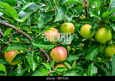 Pommes rouges sur l'arbre Banque D'Images