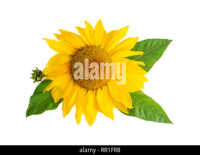 Fleur jaune tournesol avec tête leafs isolated on white Banque D'Images