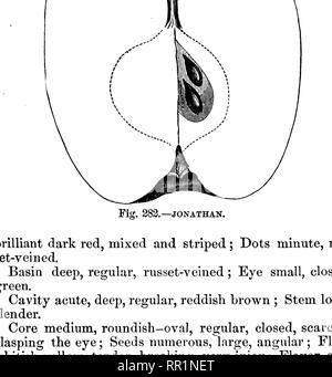 . American pomologie : pommes. Les pommes. La classe IV. Pommes de forme oblongue. 1. II. II. 681 Kaiglm^s Spitzenberg.--[Cbxe.] De Gloucester County, New Jersey. Propagation de l'arbre- ing, très pi'oductive pousses ; mince. Fruit gros, beau, oblong, légèrement conique, tronqué, régulier ; surface lisse, jaune, rayé crimson ; points minute. Profondeur du bassin, abrupt, plié ou régulier ; yeux moyennement, fermé ; Segments réfléchies. Profondeur de la cavité, aigu, régulière, brown ; tige longue, fine, rouge. Grand Coeur, pyrifonn, régulier, adhérents, généralement ouverts ; graines nombreuses, dodus, angulaire, en vrac ; chair jaune,. Fig. 283.-kaighn's spitzenberg. Banque D'Images