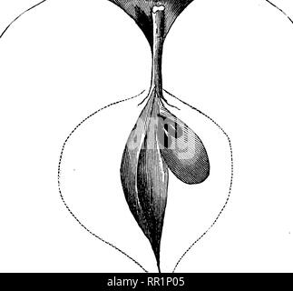 . American pomologie : pommes. Les pommes. CLASS IV, OBLONG POMMES.-I. I. I. 661 Wells' Sweeting :. Origine et histoire inconnue. Fruit de longueur moyenne, ronde ou oblongue, régulier ; surface lisse, blanc, certains points ; blush dispersés, bien en vue. L'échelle du bassin, réguliers, cuir-12.2005 ; yeux grands fermés,.. Fig. 266.-wells' swEETme. Moyenne de la cavité, régulier, vert moyen ;. Core piriformes, fermé ; de nombreuses graines, angulaire, dodues ; Chair blanche, ferme, juteuse, douce saveur ; utiliser, cuisson et stock ; Saison, octobre et décembre.. Veuillez noter que ces images sont extraites de la page numérisée des images qui peuvent avoir été digital Banque D'Images