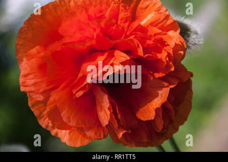 Un coquelicot close-up comme fond macro Banque D'Images