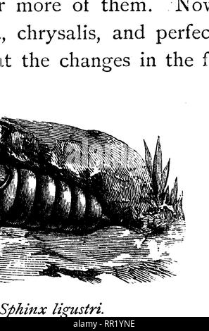 . Les transformations (ou métamorphoses) d'insectes. Les insectes ; insectes ; Myriopodes ; arachnides ; Crustacea. Larve, ou la chenille. Forme adulte, ou espèce. Le même insecte, Attacus pavonia majory dans le stade larvaire et adulte, vu de dessous. condition, agir comme les jambes. Ils ne sont pas de vraies jambes, mais seulement prolon- délégations de la peau ; mais ils sont utilisés en tant que détenteurs et les organes de la locomotive, et sous le terme de pieds membraneux ou les jambes sont invariablement présents dans les chenilles. Maintenant, comparez l'abdomen de l'espèce. avec celle de la chenille. Le nombre de segments n'est plus le même, et seulement sept ca Banque D'Images