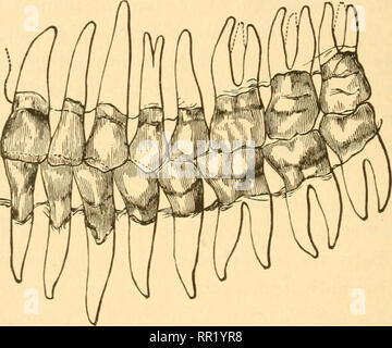 . De l'âge des animaux domestiques : être un traité complet sur la dentition du cheval, boeuf, mouton, porc, et le chien, et sur les différents autres moyens de déterminer l'âge de ces animaux. Animaux domestiques -- l'âge ; les dents. 204 L'ÂGE DES ANIMAUX DOMESTIQUES. SHghtly l'arcade supérieure est plus grande que la plus faible, et la dents correspondant de chacune des mâchoires ne sont pas directement en face de l'autre, mais sont en contact avec les dents opposées, de sorte que, si l'un est perdu, les dents leur trouve toujours une résistance à la surface, et n'a pas la tendance au déplacement dans le herbivora dans des circonstances similaires. L'i Banque D'Images