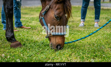 Close-up of brown horse grazing avec jambes de personnes en arrière-plan Banque D'Images