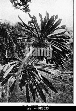 . Les arbres indigènes des îles hawaïennes. Les arbres. CYANEA UNE BOEEA« vue avant. De plus en plus une siiml gnilth] ; j'en I ; '^r'aiii : dcviition. Veuillez noter que ces images sont extraites de la page numérisée des images qui peuvent avoir été retouchées numériquement pour plus de lisibilité - coloration et l'aspect de ces illustrations ne peut pas parfaitement ressembler à l'œuvre originale.. Rock, Joseph Francis Charles, 1884-1962. Honolulu, H. T. Banque D'Images