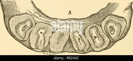 . De l'âge des animaux domestiques : être un traité complet sur la dentition du cheval, boeuf, mouton, porc, et le chien, et sur les différents autres moyens de déterminer l'âge de ces animaux. Animaux domestiques -- l'âge ; les dents. uo AGE DES ANIMAUX DOMESTIQUES. prognathisme de la mâchoire inférieure, ou une insuffisance des dents de la mâchoire supérieure. Elle est généralement limitée à l'intermédiaire et de couteaux pour les dents (Fig. 147). Cette condition est plus fréquente dans les mules que dans les chevaux, et produit de sérieux inconvénients à profiter de l'alimentation, nécessitant très souvent les interférences.. Veuillez noter que ces images sont extraits f Banque D'Images